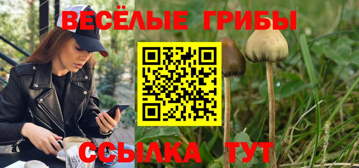 Псилоцибиновые грибы Cubensis Нальчик